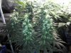 MX-S1 My Seeds.jpg