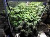 My Grow Is Looking Good.jpg