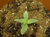 nedyah-379220-albums-closet-grow-picture1971922-small-plant-about-12-days.jpg nedyah-379220-albums-closet-grow-picture1971922-small-plant-about-12-days.jpg