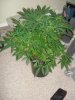 DSC02873.jpg