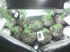 IMG_20120102_194711.jpg