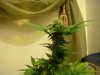 DSC04734.JPG