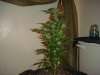 DSC04764.JPG