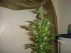 DSC04765.JPG