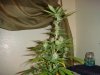 DSC04776.JPG