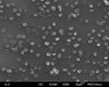 405872593-PtC_coat_-_500.jpg