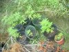 pot1.jpg