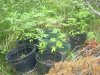 pot2.jpg