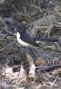 Wagtail.jpg