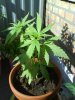pot1.jpg