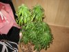 IMG_2207.jpg