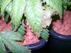 DSC00550.JPG