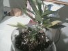 1.5.2012 lower node growth after LST.jpg