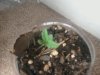 seedling.jpg