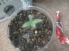 seedling.jpg