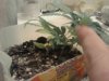 1.5.2012 lower nodes after LST.jpg