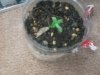 seedling.jpg