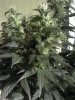 IMG_20111230_042234.jpg