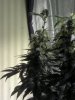 IMG_20111230_042322.jpg