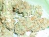 Agent Orange (3).JPG