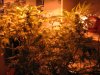 Blue Dream Haze Monster.jpg