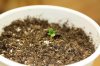 Day5- Sprouted.jpg Day5- Sprouted.jpg