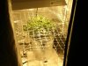 Day 7 Flower 015.jpg
