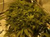 Day 7 Flower 009.jpg