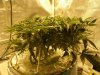 Day 7 Flower 010.jpg