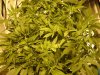 Day 7 Flower 011.jpg