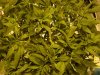 Day 7 Flower 012.jpg