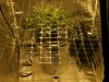 Day 7 Flower 013.jpg
