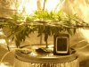 Day 7 Flower 014.jpg