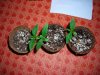 DSCN5248.jpg