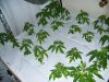 kkxsk 3 days into flowering.jpg