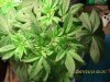 day 34 of second plant taken at 1250 am january 11th 2012   2.JPG