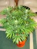 DSC01765.jpg