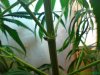 DSC01907.jpg