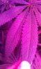IMAG0177.jpg
