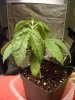 Plant_07_17.jpg