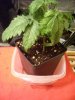 Plant_06_17.jpg