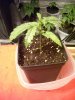 Plant_05_17.jpg