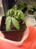 Plant_04_17.jpg