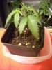 Plant_03_17.jpg