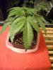 Plant_02_17.jpg