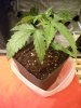 Plant_01_17.jpg