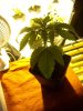 DSCN1371.jpg