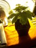 DSCN1370.jpg