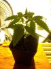 DSCN1366.jpg