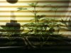 IMG_20120112_170922.jpg